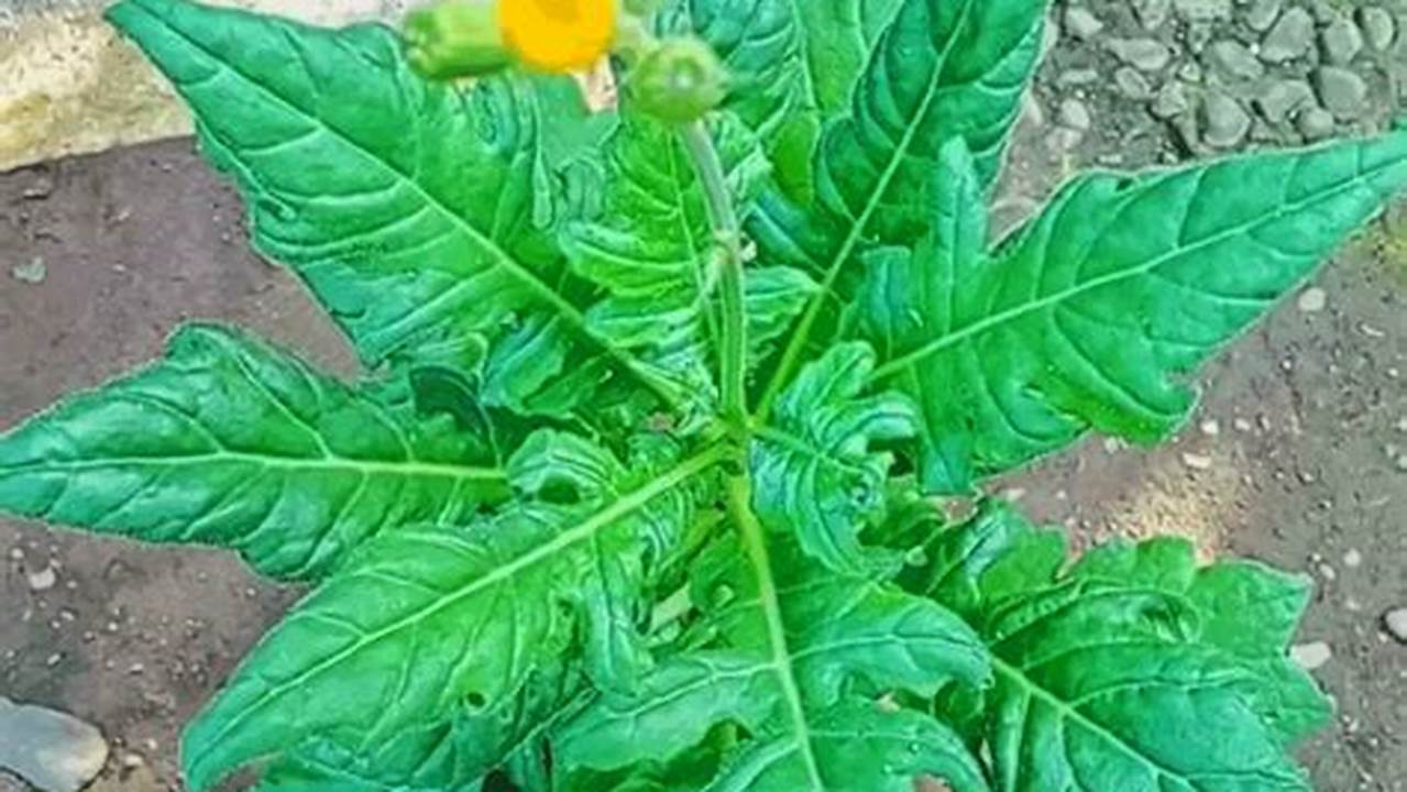 Temukan Rahasia Manfaat Daun Dewa yang Jarang Diketahui!